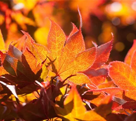 Der herbstliche Garten schön in Form