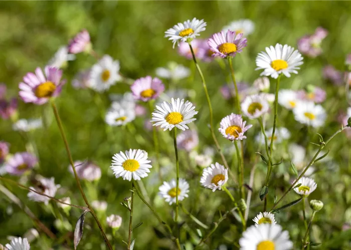 Die heilende Wirkung von Gänseblümchen