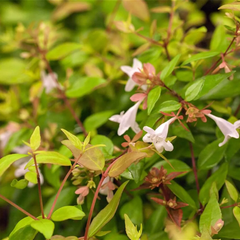 Abelia grandiflora