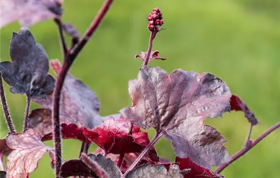 Silberglöckchen - Einpflanzen im Garten