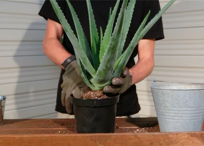 Aloe Vera - Umtopfen