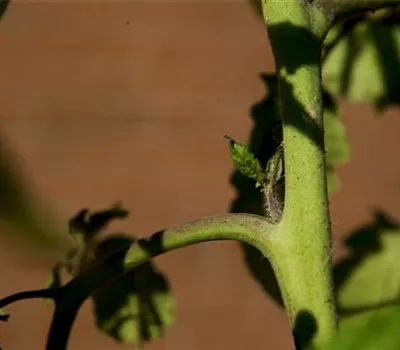 Wie machst du das? - Tomaten ausgeizen