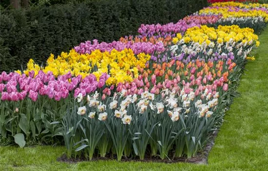 Das Blumenbeet pflegen: Gießen, düngen und schneiden