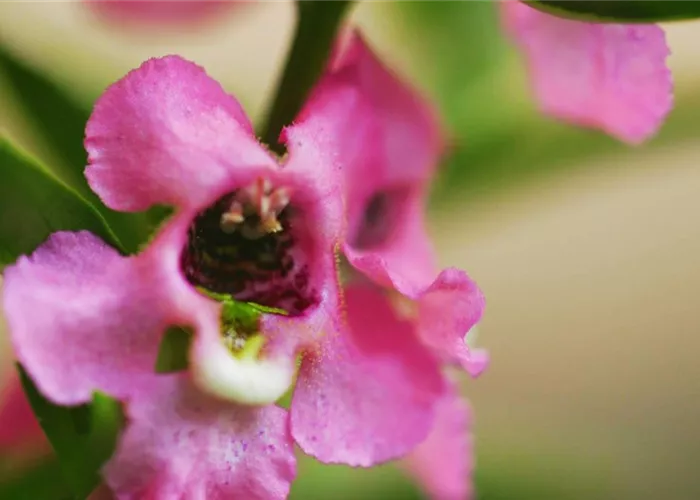 Angelonia - Einpflanzen im Garten