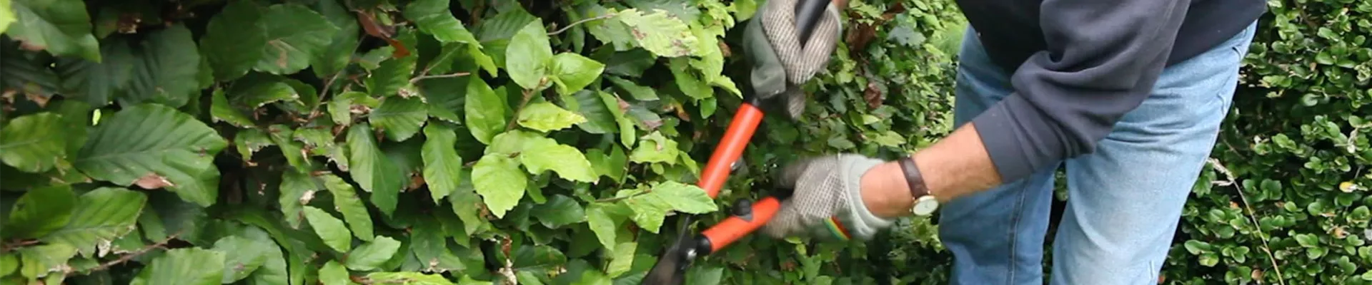 Rotbuchenhecke - Zurückschneiden mit der Hand-Heckenschere (4).jpg