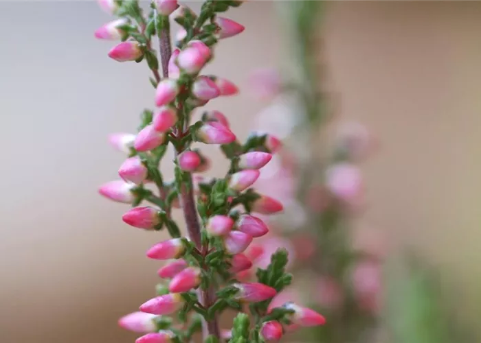 Winterharte Knospenheide - Einpflanzen im Garten