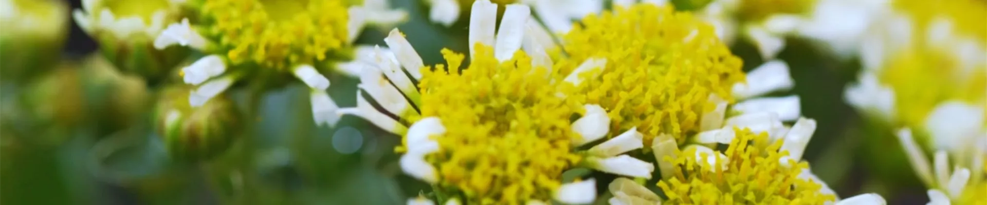 Pazifik-Margerite - Einpflanzen im Garten (thumbnail).jpg