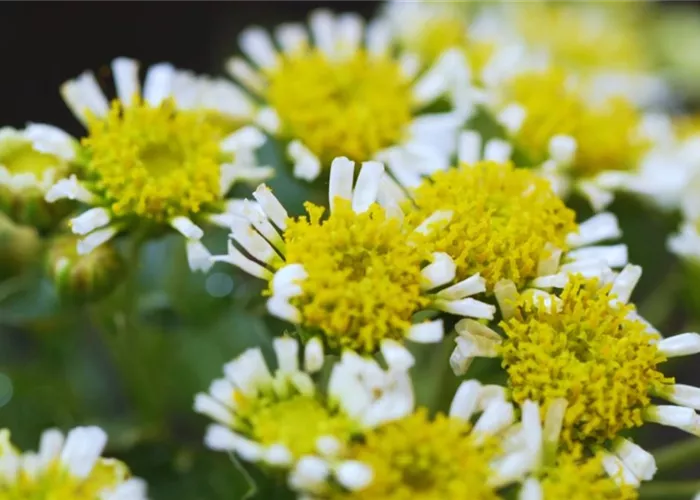 Pazifik-Margerite - Einpflanzen im Garten