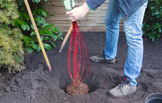 Hartriegel - Einpflanzen im Garten