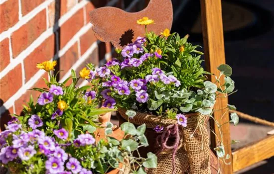 Beet- und Balkonpflanzen pflegen und bunte Blüten bewundern