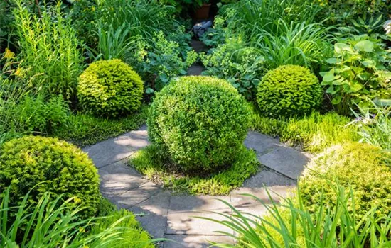 Buchsbaum als immergrüner Klassiker in Garten und Co.