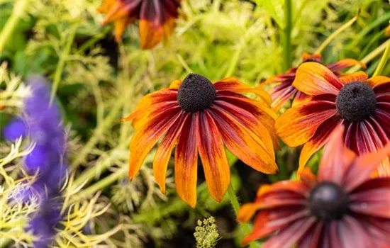 Bunte Blüten so weit das Auge reicht – Einen Staudengarten gestalten