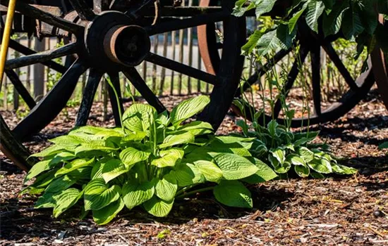 Funkien im Garten als Highlight im Schatten