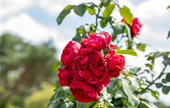 Rosen kaufen und den Garten märchenhaft gestalten